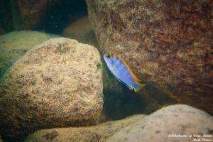 Labidochromis sp. 'hongi' Lundo Island Galerie Labidochromis sp. 'hongi'
